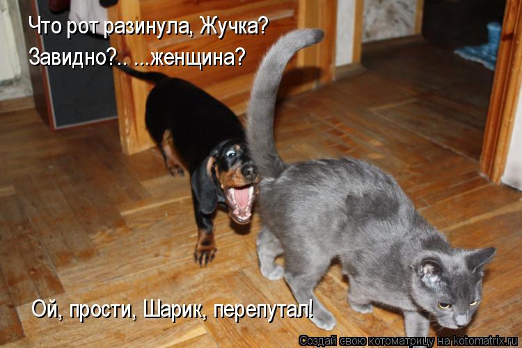Что рот разинула, Жучка? Завидно?.. ...женщина? Ой, прости, Шарик, перепутал!... Котоматрица: Что рот разинула, Жучка? Завидно?.. ...женщина? Ой, прости, Шарик, перепутал!