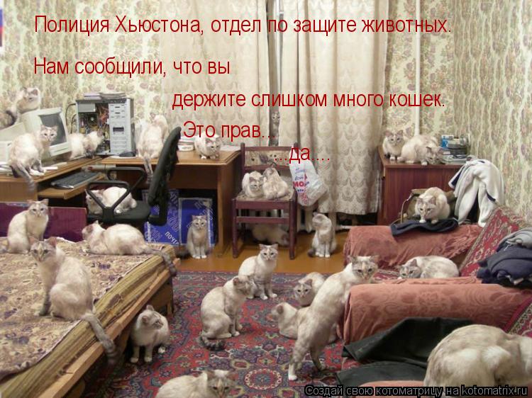 Полиция Хьюстона, отдел по защите животных. Нам сообщили, что вы держите слишком много кошек. Это пра... Котоматрица: Полиция Хьюстона, отдел по защите животных. Нам сообщили, что вы держите слишком много кошек. Это прав... ...да....