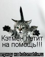 Кэтмен летит на помощь!!!... Котоматрица: Кэтмен летит на помощь!!!