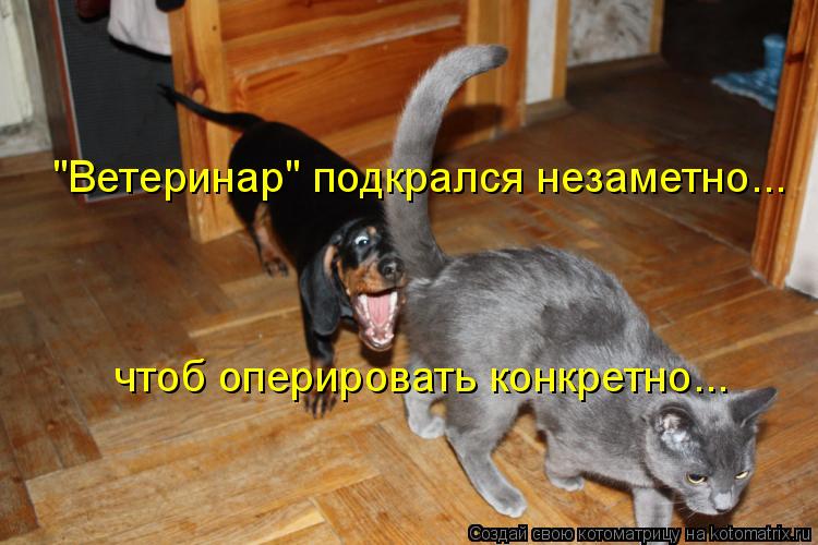 "Ветеринар" подкрался незаметно... чтоб оперировать конкретно...... Котоматрица: "Ветеринар" подкрался незаметно... чтоб оперировать конкретно...