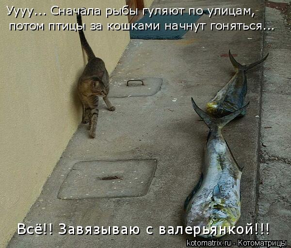 Уууу... Сначала рыбы гуляют по улицам, потом птицы за кошками начнут гоняться... Всё!! Завязываю с ... Котоматрица: Уууу... Сначала рыбы гуляют по улицам, потом птицы за кошками начнут гоняться... Всё!! Завязываю с валерьянкой!!!