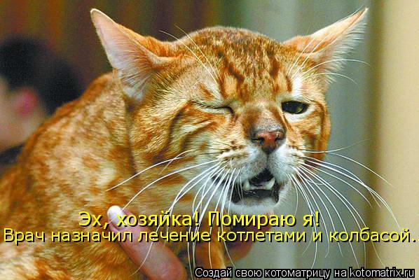 Эх, хозяйка! Помираю я! Врач назначил лечение котлетами и колбасой...... Котоматрица: Эх, хозяйка! Помираю я! Врач назначил лечение котлетами и колбасой...