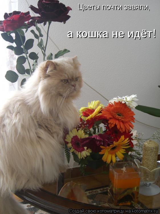Цветы почти завяли, Цветы почти завяли, а кошка не идёт!... Котоматрица: Цветы почти завяли, Цветы почти завяли, а кошка не идёт!