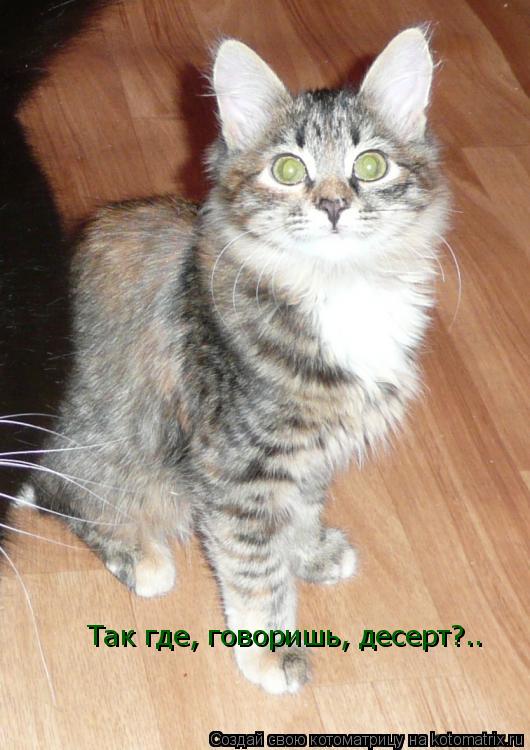 Так где, говоришь, десерт?..... Котоматрица: Так где, говоришь, десерт?..