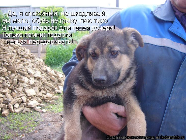 - Да, я спокойный, не шкодливый, ем мало, обувь не грызу, лаю тихо. Я лучший подарок для твоей дочери... Котоматрица: - Да, я спокойный, не шкодливый, ем мало, обувь не грызу, лаю тихо. Я лучший подарок для твоей дочери! Только помни: подарки нельзя передариват