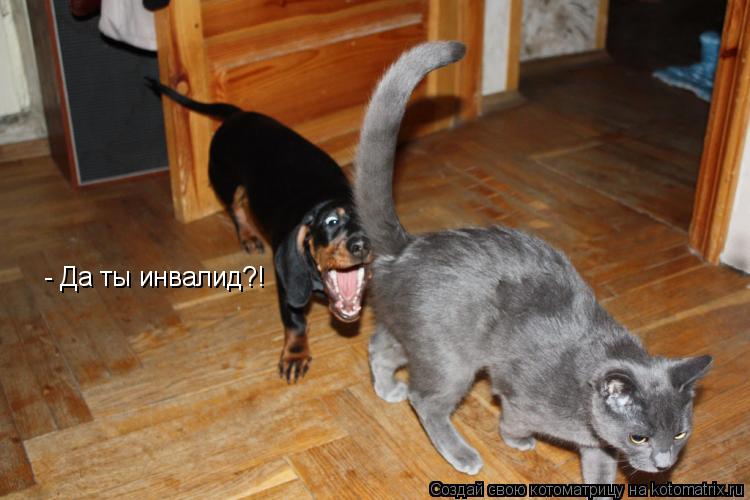 - Да ты инвалид?!... Котоматрица: - Да ты инвалид?!