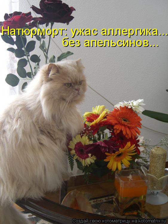 Натюрморт: ужас аллергика... без апельсинов...... Котоматрица: Натюрморт: ужас аллергика... без апельсинов...