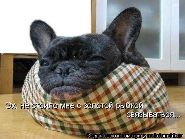 Эх, не стоило мне с золотой рыбкой связываться...... Котоматрица: Эх, не стоило мне с золотой рыбкой связываться...