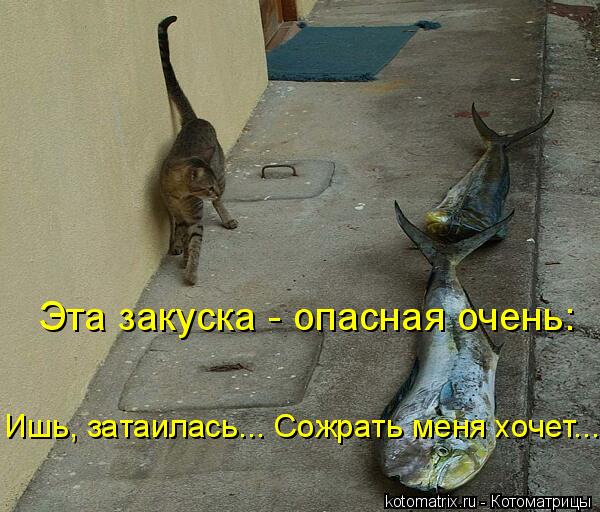 Эта закуска - опасная очень: Ишь, затаилась... Сожрать меня хочет...... Котоматрица: Эта закуска - опасная очень: Ишь, затаилась... Сожрать меня хочет...
