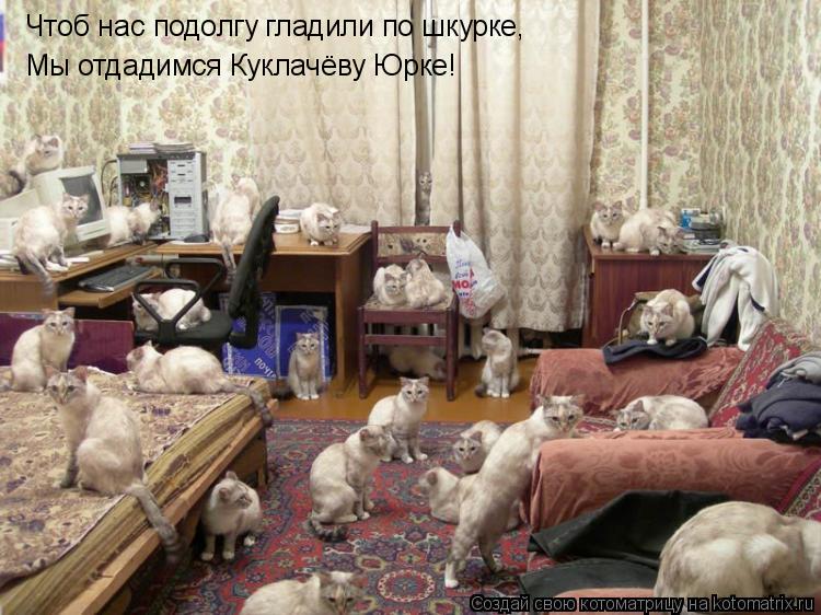 Чтоб нас подолгу гладили по шкурке, Мы отдадимся Куклачёву Юрке!... Котоматрица: Чтоб нас подолгу гладили по шкурке, Мы отдадимся Куклачёву Юрке!
