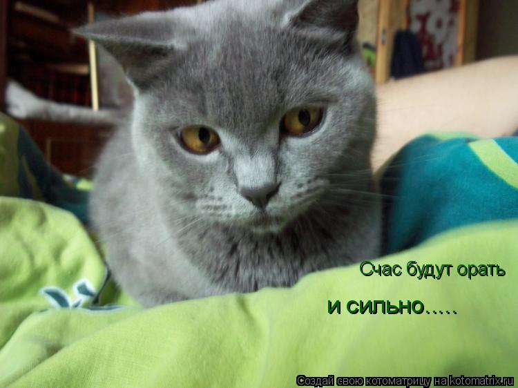 Счас будут орать и сильно........ Котоматрица: Счас будут орать и сильно.....