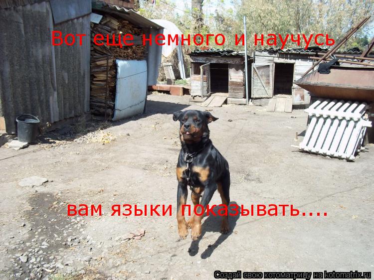 Вот еще немного и научусь вам языки показывать....... Котоматрица: Вот еще немного и научусь вам языки показывать....