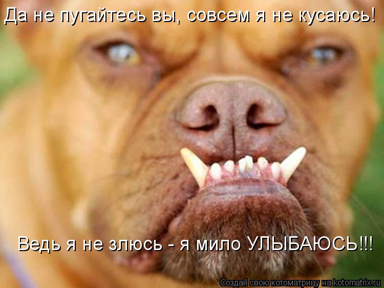 Ведь я не злюсь - я мило УЛЫБАЮСЬ!!! Да не пугайтесь вы, совсем я не кусаюсь!... Котоматрица: Ведь я не злюсь - я мило УЛЫБАЮСЬ!!! Да не пугайтесь вы, совсем я не кусаюсь!