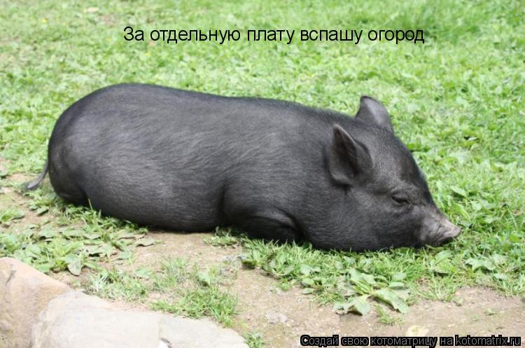 За отдельную плату вспашу огород... Котоматрица: За отдельную плату вспашу огород