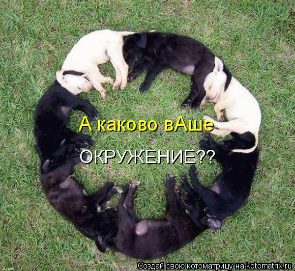 Котоматрица: А каково вАше ОКРУЖЕНИЕ??