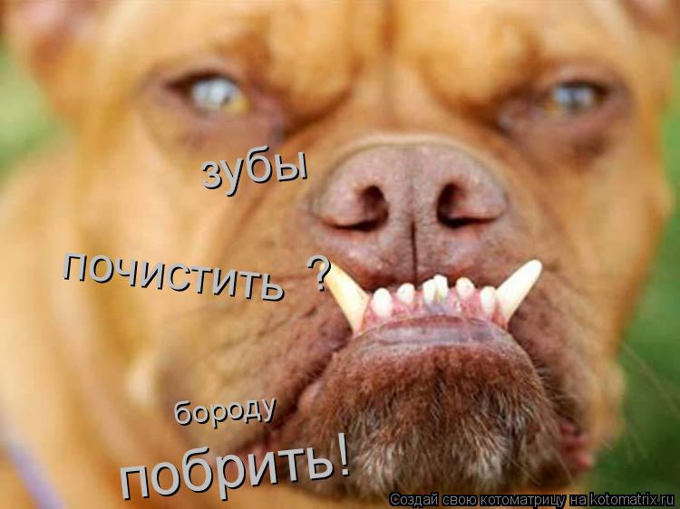 Котоматрица: зубы  почистить  ?  бороду побрить!
