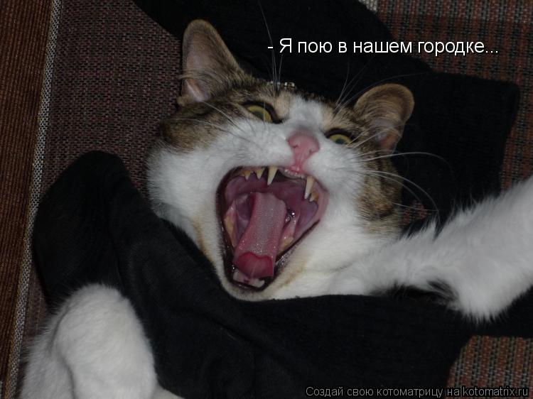 Котоматрица: - Я пою в нашем городке...