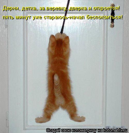 пять минут уже стараюсь-начал беспокоиться! Дерни, детка, за веревку, дверка и откроется!... Котоматрица: пять минут уже стараюсь-начал беспокоиться! Дерни, детка, за веревку, дверка и откроется!