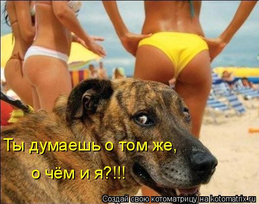 Котоматрица: Ты думаешь о том же,  о чём и я?!!!