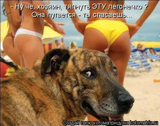 - Ну че, хозяин, тяпнуть ЭТУ легонечко ? Она пугается - ты спасаешь...... Котоматрица: - Ну че, хозяин, тяпнуть ЭТУ легонечко ? Она пугается - ты спасаешь...