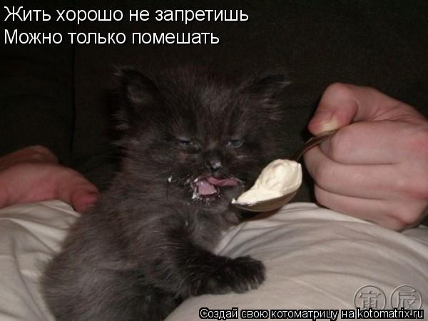 Котоматрица: Жить хорошо не запретишь Можно только помешать