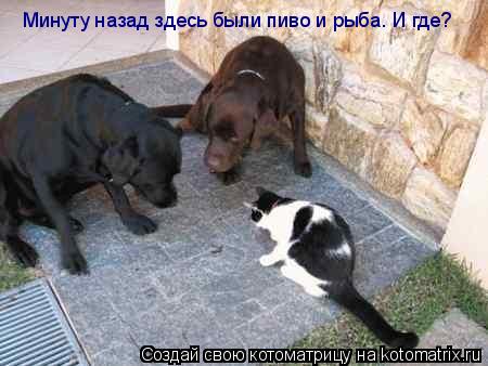 Котоматрица: Минуту назад здесь были пиво и рыба. И где?