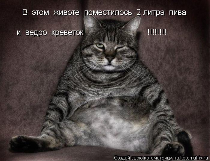 Котоматрица: В  этом  животе  поместилось  2 литра  пива   и  ведро  креветок !!!!!!!!
