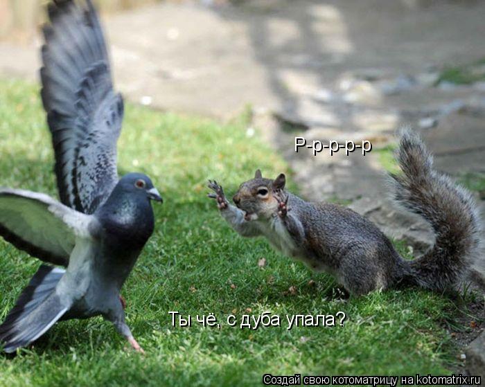 Р-р-р-р-р Ты чё, с дуба упала?... Котоматрица: Р-р-р-р-р Ты чё, с дуба упала?