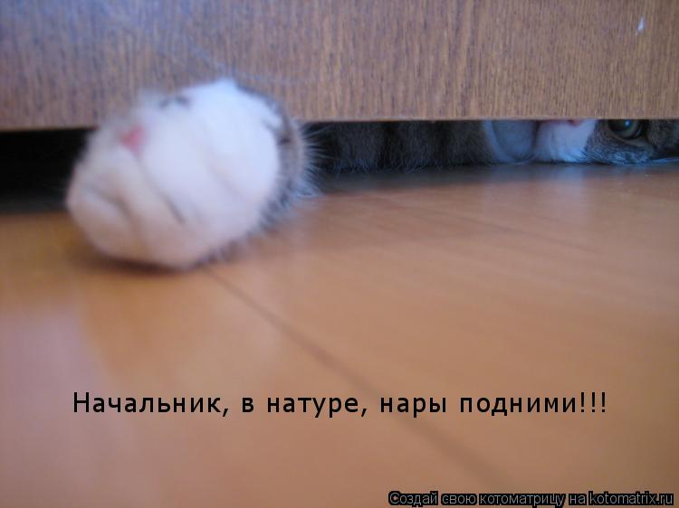 Начальник, в натуре, нары подними!!!... Котоматрица: Начальник, в натуре, нары подними!!!