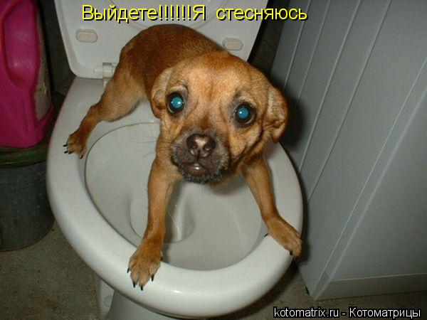 Выйдете!!!!!!Я стесняюсь... Котоматрица: Выйдете!!!!!!Я стесняюсь