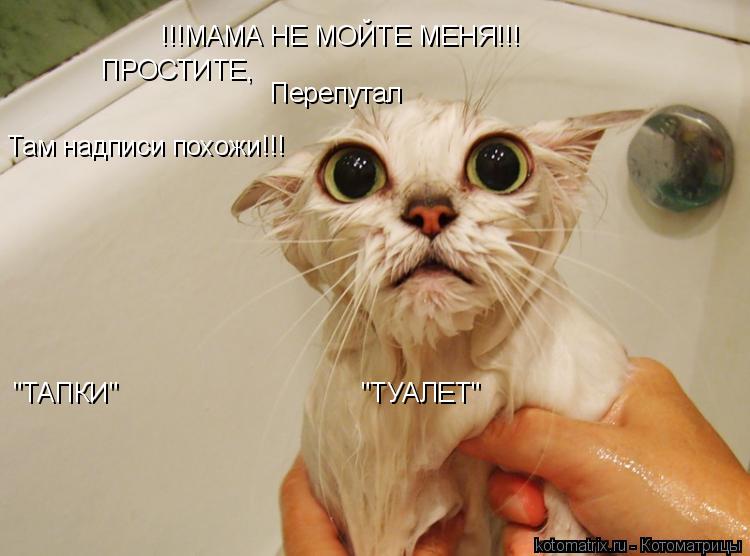 Там надписи похожи!!! !!!МАМА НЕ МОЙТЕ МЕНЯ!!! "ТАПКИ" "ТУАЛЕТ" Переп... Котоматрица: Там надписи похожи!!! !!!МАМА НЕ МОЙТЕ МЕНЯ!!! "ТАПКИ" "ТУАЛЕТ" Перепутал ПРОСТИТЕ,