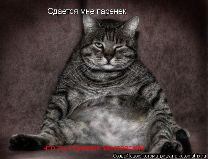 Сдается мне паренек что ты стукачек ментовский... Котоматрица: Сдается мне паренек что ты стукачек ментовский