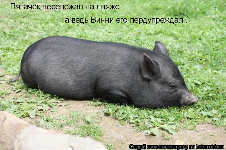 Пятачёк перележал на пляже. а ведь Винни его пердупреждал..... Котоматрица: Пятачёк перележал на пляже. а ведь Винни его пердупреждал..