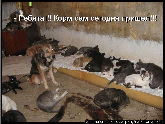 - Ребята!!! Корм сам сегодня пришел!!!... Котоматрица: - Ребята!!! Корм сам сегодня пришел!!!