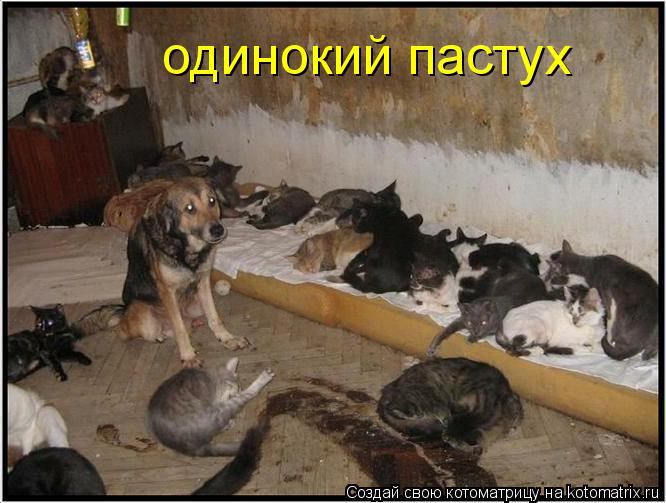 одинокий пастух... Котоматрица: одинокий пастух