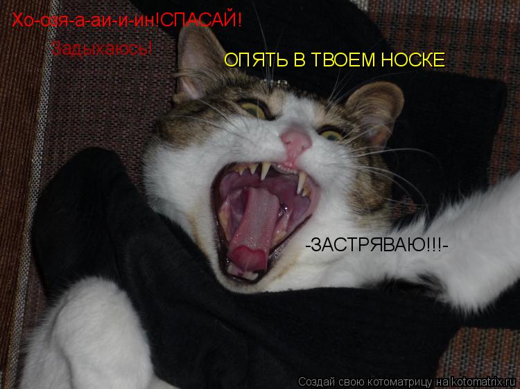 Хо-озя-а-аи-и-ин!СПАСАЙ! Задыхаюсь! ОПЯТЬ В ТВОЕМ НОСКЕ -ЗАСТРЯВАЮ!!!-... Котоматрица: Хо-озя-а-аи-и-ин!СПАСАЙ! Задыхаюсь! ОПЯТЬ В ТВОЕМ НОСКЕ -ЗАСТРЯВАЮ!!!-