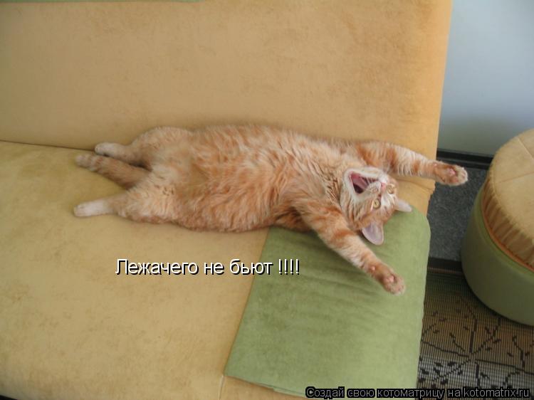 Лежачего не бьют !!!!... Котоматрица: Лежачего не бьют !!!!