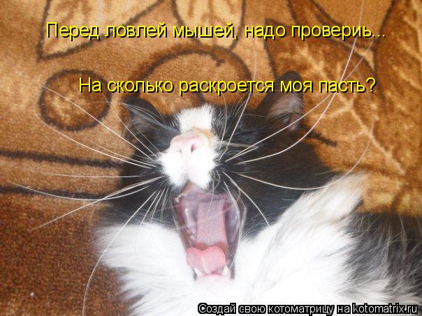 Перед ловлей мышей, надо провериь... На сколько раскроется моя пасть?... Котоматрица: Перед ловлей мышей, надо провериь... На сколько раскроется моя пасть?