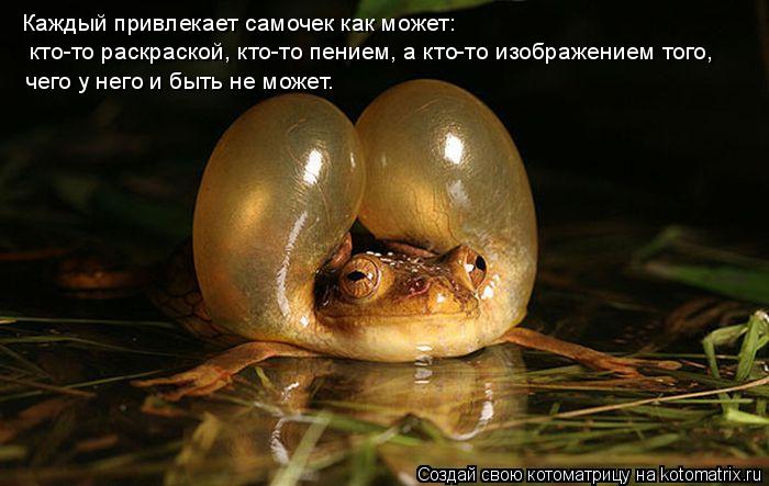 Каждый привлекает самочек как может: кто-то раскраской, кто-то пением, а кто-то изображением того, ... Котоматрица: Каждый привлекает самочек как может: кто-то раскраской, кто-то пением, а кто-то изображением того, чего у него и быть не может.