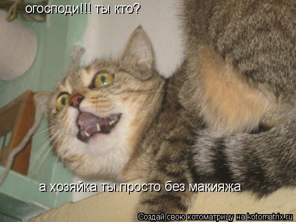 огосподи!!! ты кто? а хозяйка ты.просто без макияжа... Котоматрица: огосподи!!! ты кто? а хозяйка ты.просто без макияжа