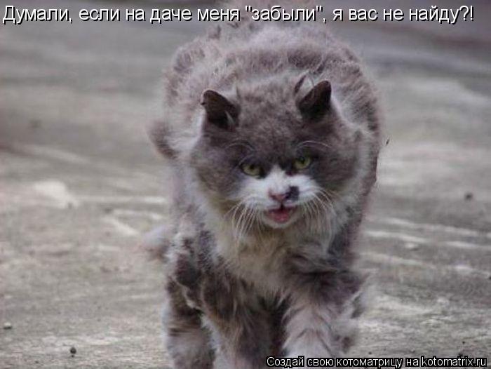 Думали, если на даче меня "забыли", я вас не найду?!... Котоматрица: Думали, если на даче меня "забыли", я вас не найду?!