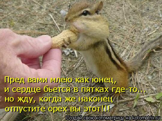 Пред вами млею как юнец, и сердце бьется в пятках где-то... но жду, когда же наконец отпустите орех в... Котоматрица: Пред вами млею как юнец, и сердце бьется в пятках где-то... но жду, когда же наконец отпустите орех вы этот!!!
