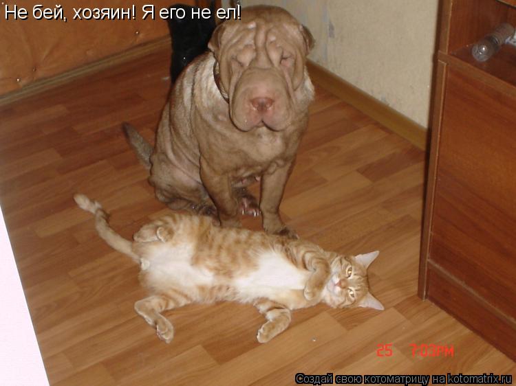 Не бей, хозяин! Я его не ел!... Котоматрица: Не бей, хозяин! Я его не ел!