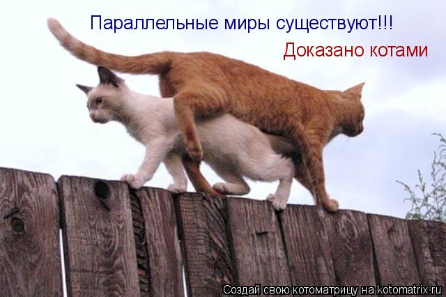 Параллельные миры существуют!!! Доказано котами... Котоматрица: Параллельные миры существуют!!! Доказано котами