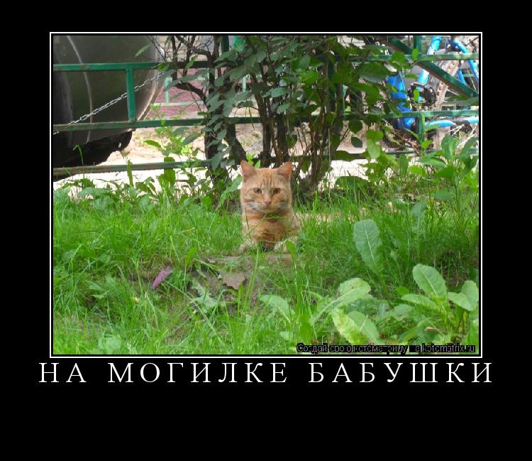 Котоматрица: на могилке бабушки 