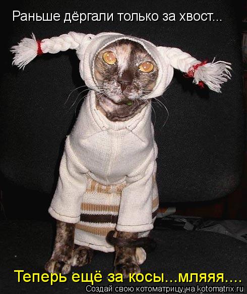 Раньше дёргали только за хвост... Теперь ещё за косы...мляяя....... Котоматрица: Раньше дёргали только за хвост... Теперь ещё за косы...мляяя....