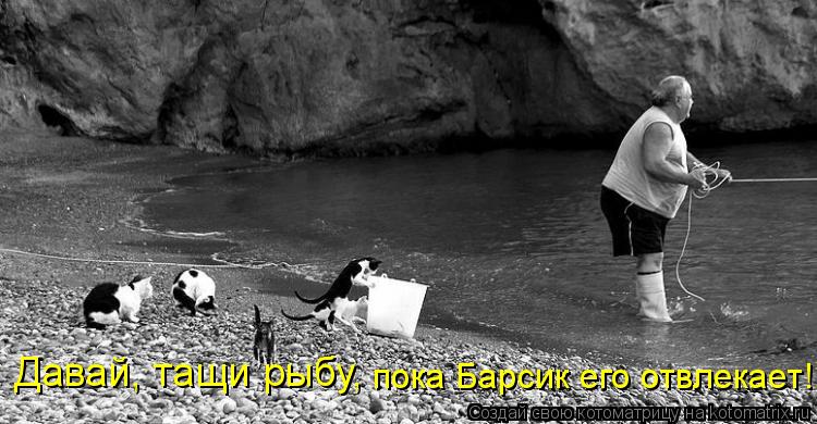 Давай, тащи рыбу, пока Барсик его отвлекает!... Котоматрица: Давай, тащи рыбу, пока Барсик его отвлекает!