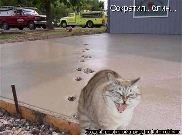 Сократил.. блин...... Котоматрица: Сократил.. блин...