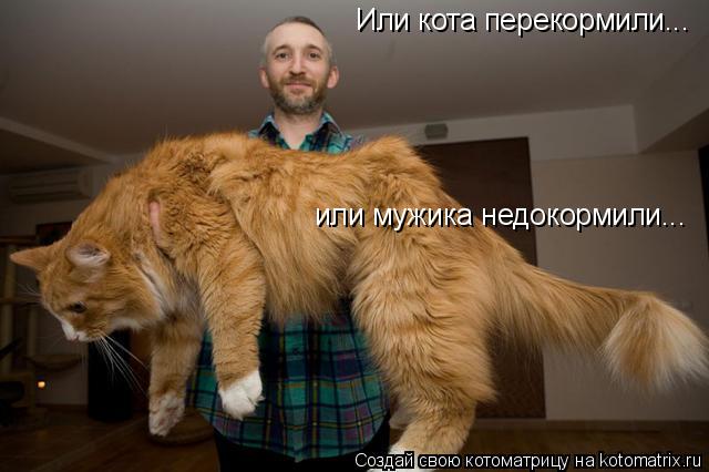 Или кота перекормили... или мужика недокормили...... Котоматрица: Или кота перекормили... или мужика недокормили...