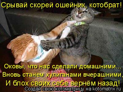 Срывай скорей ошейник, котобрат! Вновь станем хулиганами вчерашними, Оковы, что нас сделали домашними... Котоматрица: Срывай скорей ошейник, котобрат! Вновь станем хулиганами вчерашними, Оковы, что нас сделали домашними... И блох своих себе вернём назад!